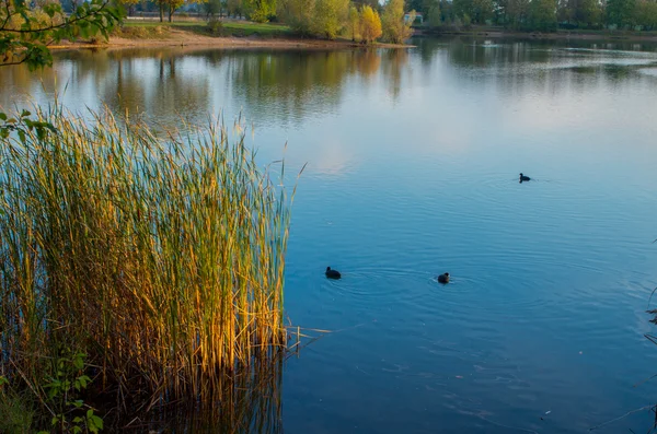 Labuť v jezírku — Stock fotografie