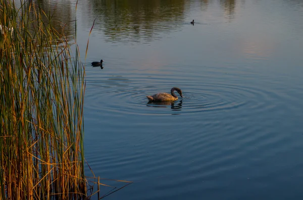 Cygne dans l'étang — Photo