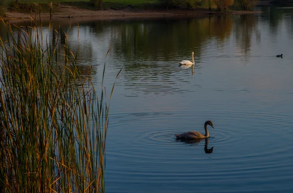 Cisne na lagoa — Fotografia de Stock