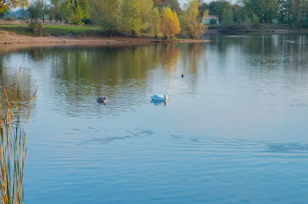 Cigno nello stagno — Foto Stock