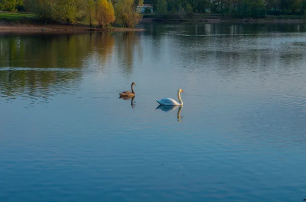 Łabędź w stawie — Zdjęcie stockowe