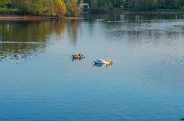 Labuť v jezírku — Stock fotografie