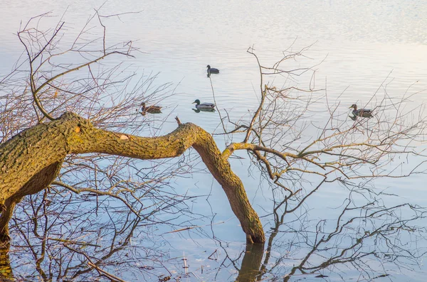 Cigno nello stagno — Foto Stock