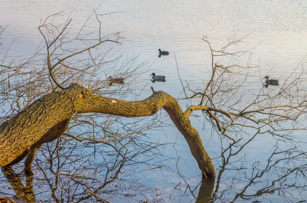 Labuť v jezírku — Stock fotografie