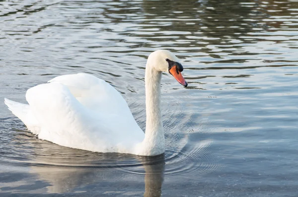 Cigno nello stagno — Foto Stock