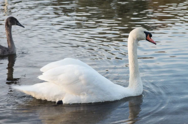 Cisne na lagoa — Fotografia de Stock