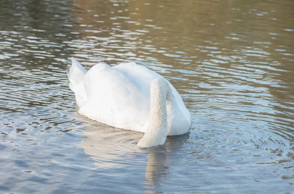 Cigno nello stagno — Foto Stock