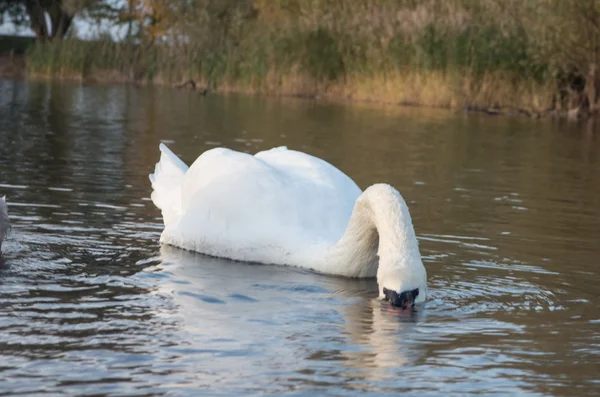 Cigno nello stagno — Foto Stock