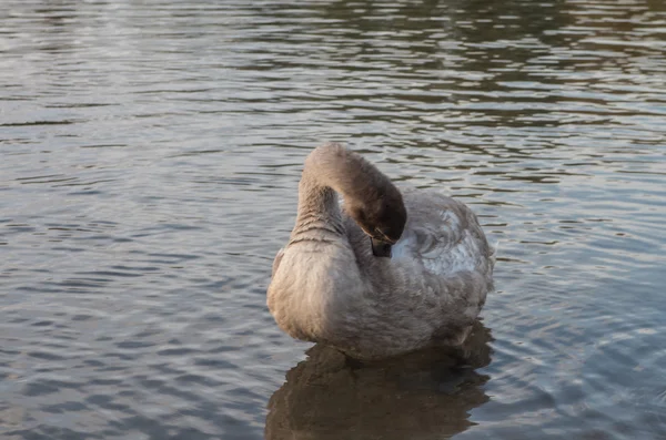 池塘里的天鹅 — 图库照片