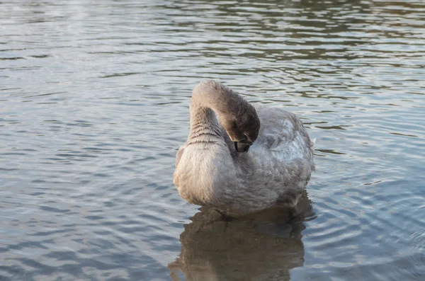 Cisne na lagoa — Fotografia de Stock