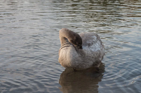 Labuť v jezírku — Stock fotografie