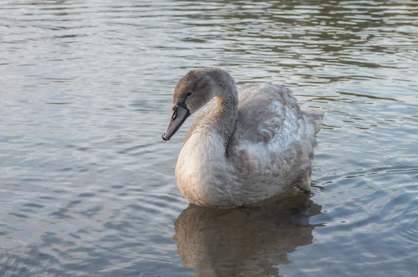 Cigno nello stagno — Foto Stock