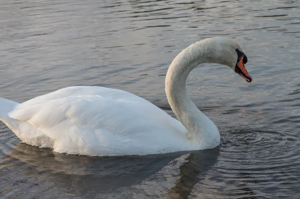 Cigno nello stagno — Foto Stock