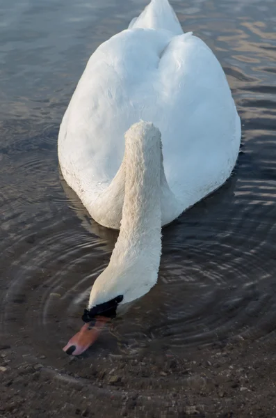 Cigno nello stagno — Foto Stock