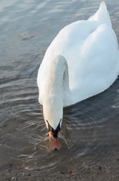 Cigno nello stagno — Foto Stock