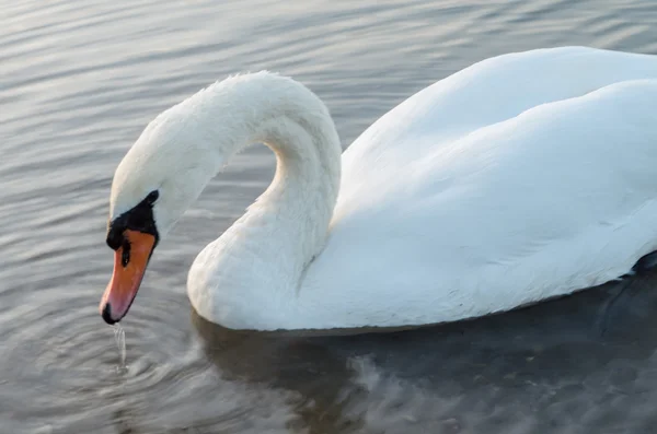 Cisne na lagoa — Fotografia de Stock