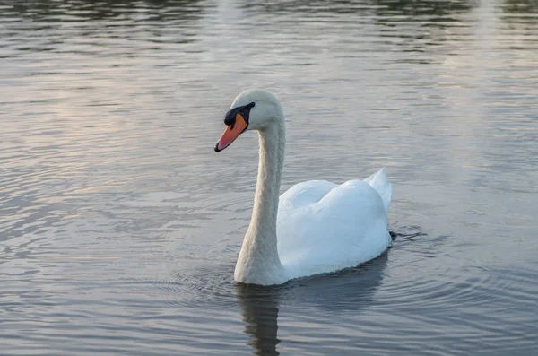 Cigno nello stagno — Foto Stock