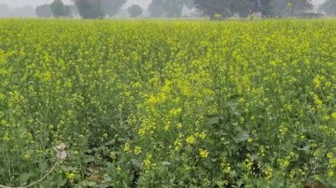 Alwar, Rajasthan, Hindistan 23 Aralık 2025: Sabah sisli kolza tohumu tarlası görüntüsü, seçici odaklanma