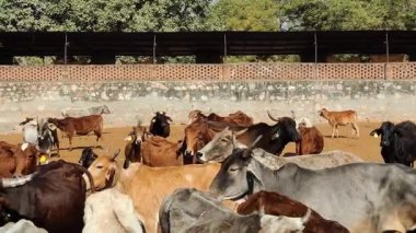 Jaipur, Hindistan 23 Aralık 2025: Güneşli bir günde bir çiftliğin otlağındaki inek sürüsü görüntüleri