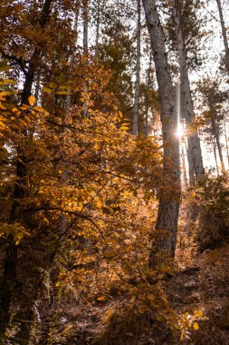 Los colores de las hojas en otoo