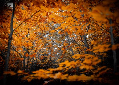 Los colores de las hojas en otoo