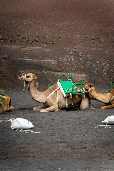 Detalles Los Camellos — Foto Stock