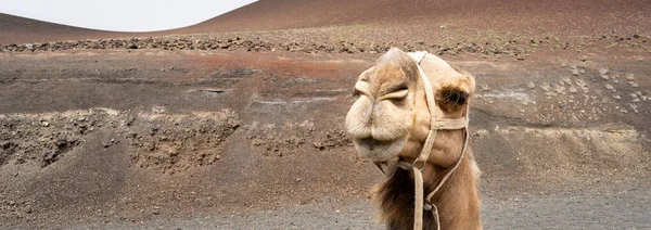 Detalles Los Camellos — Stok fotoğraf