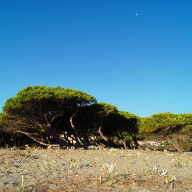 Deniz Zambakları, çam ve mavi gökyüzü güneş ışığı.