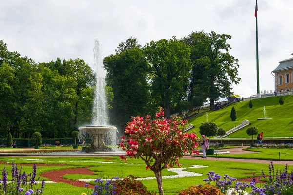 Sankt Petersburg Petrodvorez Russland August 2020 Kelchbrunnen Unteren Park Von — Stockfoto