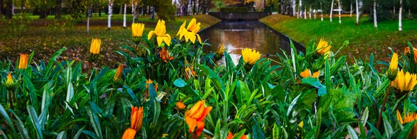 Tulips Moscow Victory Park Petersburg Russia Background Blurred Shallow Depth — Stock Photo, Image