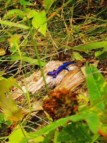 Fialový Ještěrka Sedí Starém Pařezu Stromu Severním Lese Ruska — Stock fotografie