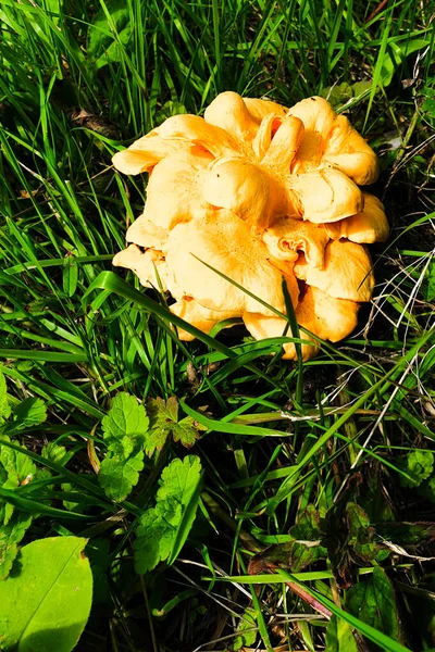 잔디에 캐터넬 버섯의 사진입니다 서식지에서 수있는 — 스톡 사진