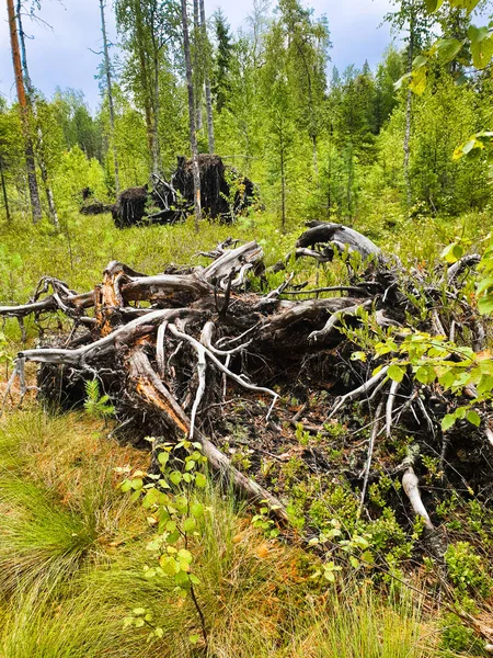 Dead trees in the forest. Broken tree trunk. Lightning struck trees. Dead grass and nature. Mossy wet swamp and forest. Thick pine forest. Sunny day. Smashed broken tree