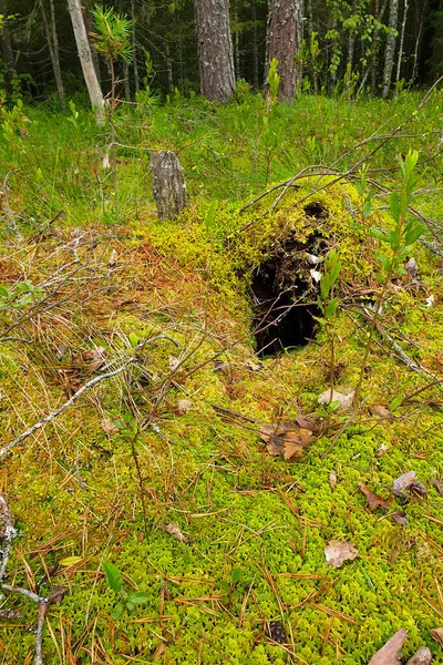 Bärenhöhle Der Taiga Nordrussland — Stockfoto