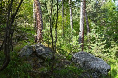 Dağ Ormanı güneşli bir yaz gününde Tsey Vadisi, Rusya, Kuzey Osetya
