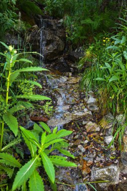 Kuzey Kafkasya 'nın dağlarında küçük bir dere, Kuzey Osetya, Rusya