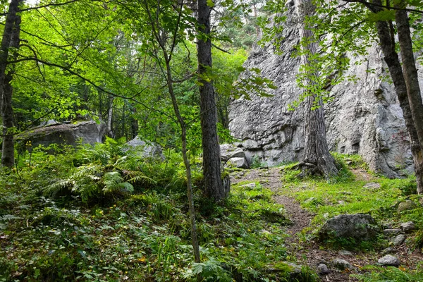 Bosque Montaña Soleado Día Verano Desfiladero Tsey Rusia Osetia Del — Foto de Stock