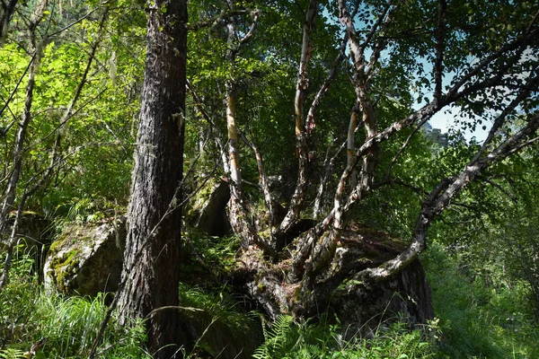 Ungewöhnliche Bäume Einem Bergwald Der Tsey Schlucht Russland Nordossetien — Stockfoto