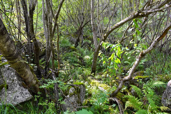 Ungewöhnliche Bäume Einem Bergwald Der Tsey Schlucht Russland Nordossetien — Stockfoto