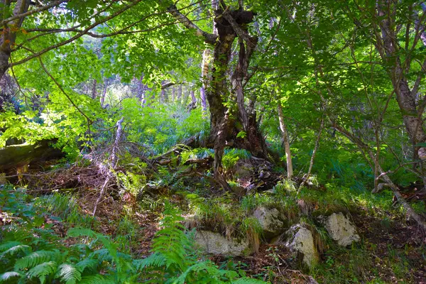 Ungewöhnliche Bäume Einem Bergwald Der Tsey Schlucht Russland Nordossetien — Stockfoto