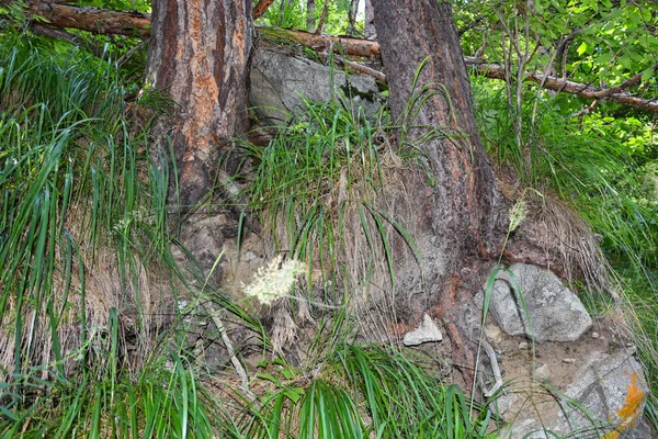 Alberi Insoliti Una Foresta Montagna Nella Gola Tsey Russia Ossezia — Foto Stock