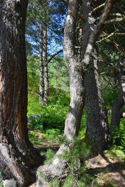 Bosque Montaña Soleado Día Verano Desfiladero Tsey Rusia Osetia Del — Foto de Stock