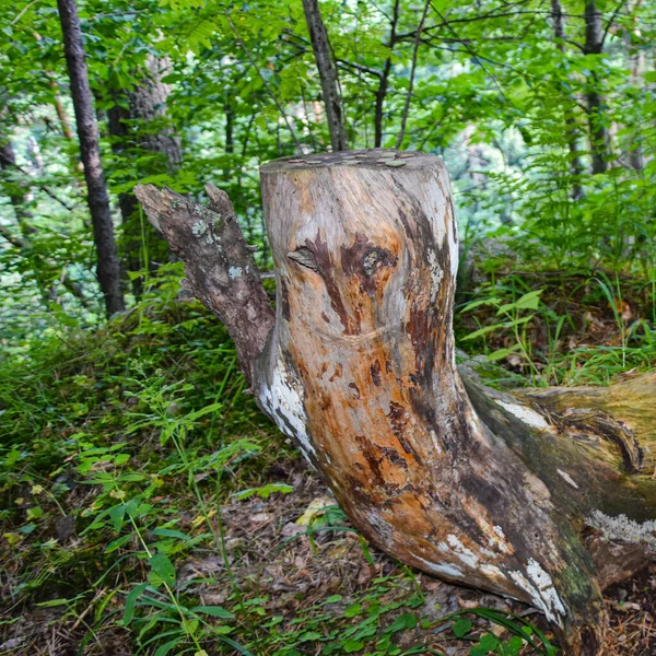 Árvores Incomuns Uma Floresta Montanha Desfiladeiro Tsey Rússia Ossétia Norte — Fotografia de Stock