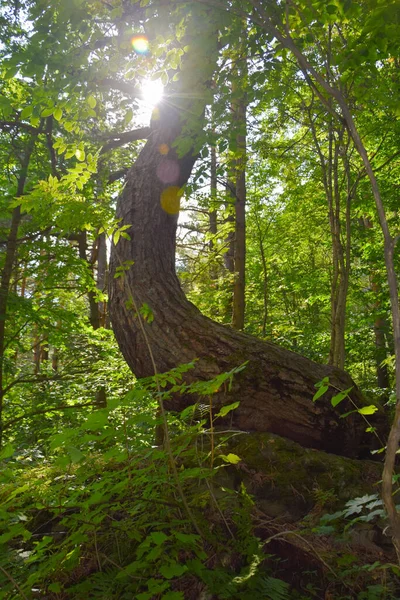 Árboles Inusuales Bosque Montaña Desfiladero Tsey Rusia Osetia Del Norte — Foto de Stock