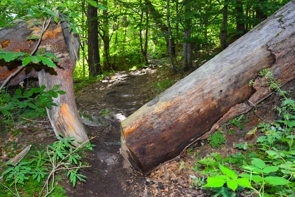 Árvores Incomuns Uma Floresta Montanha Desfiladeiro Tsey Rússia Ossétia Norte — Fotografia de Stock