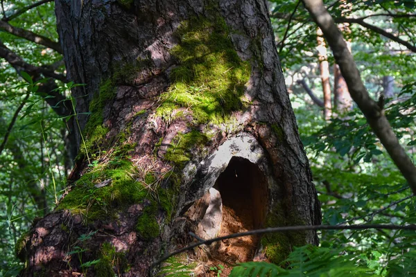 Alberi Insoliti Una Foresta Montagna Nella Gola Tsey Russia Ossezia — Foto Stock