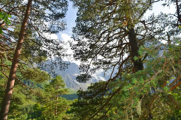 Bosque Montaña Soleado Día Verano Desfiladero Tsey Rusia Osetia Del — Foto de Stock