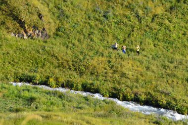 Köylüler şifalı bitkiler kullanırlar. Kuzey Kafkasya Dağları. Sıcak yaz günü