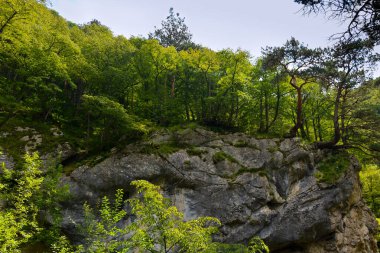 Sıra dışı güzel taşlar. Kuzey Kafkasya Dağları. Sıcak yaz günü. Kuzey Osetya Cumhuriyeti - Alania