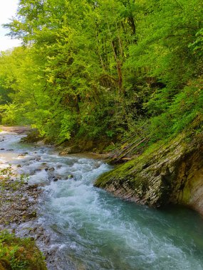 Sochi, Rusya 'daki Akhun Dağı yakınlarındaki Yew-boxwood koruluğu.
